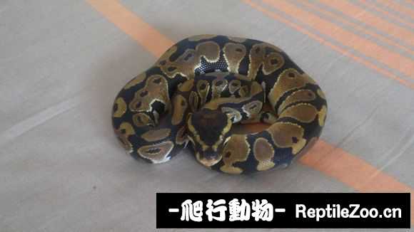 display_picture.php?url=http%3A%2F%2Fimgsa.baidu.com%2Fforum%2Fw%253D580%2Fsign%3Dd1bca68d7f3e6709be0045f70bc69fb8%2F0535b4a1cd11728b312ad688c8fcc3cec2fd2cce.jpg
