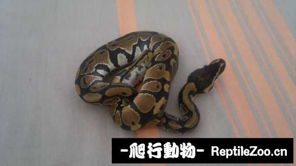 display_picture.php?url=http%3A%2F%2Fimgsa.baidu.com%2Fforum%2Fw%253D580%2Fsign%3Df35bbd810ef41bd5da53e8fc61db81a0%2F62c85c66d0160924255df8b1d40735fae7cd34d1.jpg