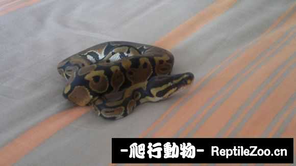 display_picture.php?url=http%3A%2F%2Fimgsa.baidu.com%2Fforum%2Fw%253D580%2Fsign%3Dc8f736743d6d55fbc5c6762e5d234f40%2F921607f7905298229c6e6369d7ca7bcb0b46d4f5.jpg