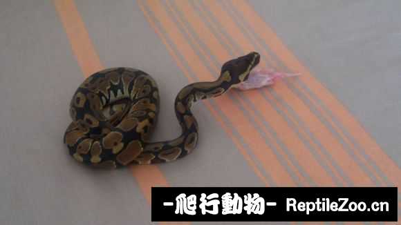 display_picture.php?url=http%3A%2F%2Fimgsa.baidu.com%2Fforum%2Fw%253D580%2Fsign%3Dcd0d3a61b2fb43161a1f7a7210a54642%2F44679622720e0cf327aa14510a46f21fbf09aaf5.jpg