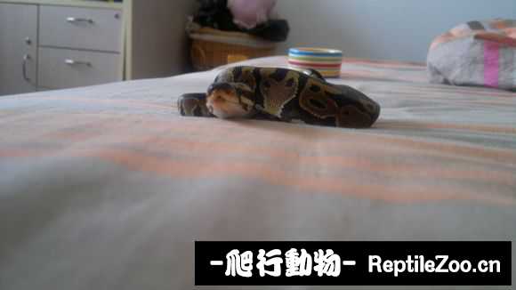 display_picture.php?url=http%3A%2F%2Fimgsa.baidu.com%2Fforum%2Fw%253D580%2Fsign%3Db6d452f755fbb2fb342b581a7f4b2043%2Fddc29e529822720ee3c9b8507bcb0a46f31fabcf.jpg