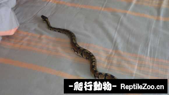 display_picture.php?url=http%3A%2F%2Fimgsa.baidu.com%2Fforum%2Fw%253D580%2Fsign%3Dbfad0fa46709c93d07f20effaf3cf8bb%2F6e94c311728b4710cfa8b866c3cec3fdfd03234e.jpg