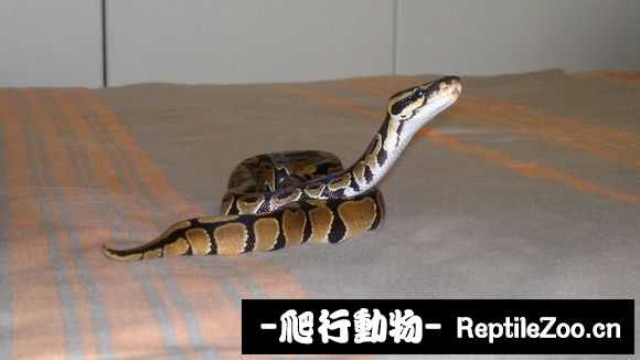 display_picture.php?url=http%3A%2F%2Fimgsa.baidu.com%2Fforum%2Fw%253D580%2Fsign%3D0c97a49d35fae6cd0cb4ab693fb20f9e%2F0d06c695d143ad4b4aaf036a82025aafa50f0648.jpg