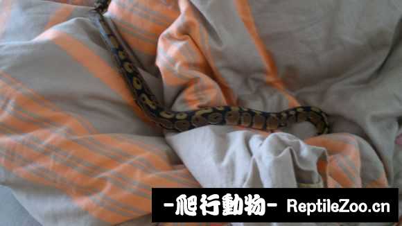 display_picture.php?url=http%3A%2F%2Fimgsa.baidu.com%2Fforum%2Fw%253D580%2Fsign%3D2f2de690304e251fe2f7e4f09787c9c2%2Fb33cc73d70cf3bc7f1248946d100baa1cd112a2d.jpg