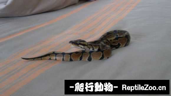 display_picture.php?url=http%3A%2F%2Fimgsa.baidu.com%2Fforum%2Fw%253D580%2Fsign%3D63182e458db1cb133e693c1bed5556da%2F053cbdde9c82d1589b0f1c1b800a19d8bd3e4244.jpg