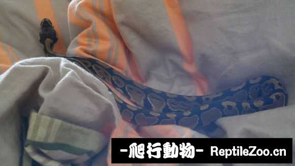 display_picture.php?url=http%3A%2F%2Fimgsa.baidu.com%2Fforum%2Fw%253D580%2Fsign%3Dd3c6ed18d158ccbf1bbcb53229d9bcd4%2Fe7cf8c8ba61ea8d39d0730ae970a304e251f582c.jpg