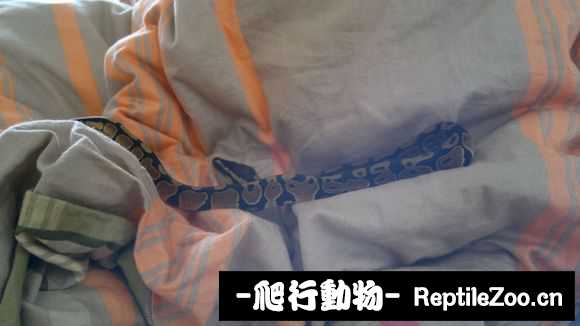 display_picture.php?url=http%3A%2F%2Fimgsa.baidu.com%2Fforum%2Fw%253D580%2Fsign%3D1c20d3567cd98d1076d40c39113db807%2F80d238d12f2eb938a9ad3f58d5628535e4dd6f09.jpg