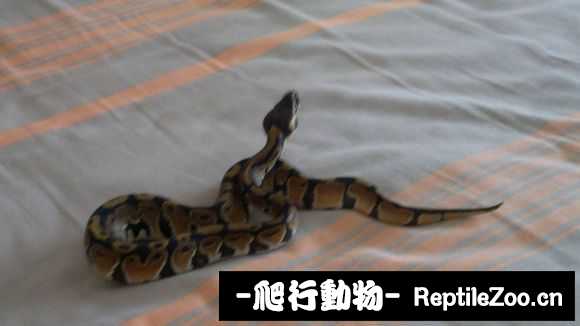display_picture.php?url=http%3A%2F%2Fimgsa.baidu.com%2Fforum%2Fw%253D580%2Fsign%3Db08c796d90529822053339cbe7cb7b3b%2F262ab0096b63f6249dcf7ca98744ebf81b4ca344.jpg