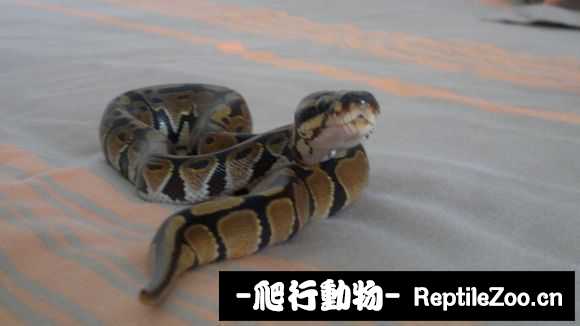 display_picture.php?url=http%3A%2F%2Fimgsa.baidu.com%2Fforum%2Fw%253D580%2Fsign%3D4c95779228381f309e198da199004c67%2Fc9a0047b02087bf4d86b1243f2d3572c10dfcf4f.jpg