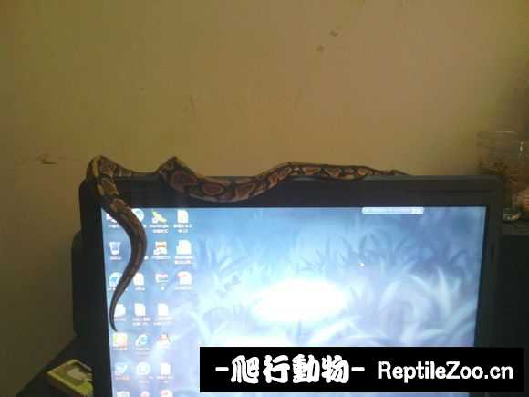 display_picture.php?url=http%3A%2F%2Fimgsa.baidu.com%2Fforum%2Fw%253D580%2Fsign%3D28be1f67b2fb43161a1f7a7210a54642%2F44679622720e0cf3c21931570a46f21fbf09aa61.jpg