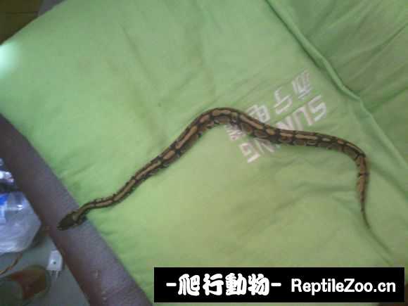 display_picture.php?url=http%3A%2F%2Fimgsa.baidu.com%2Fforum%2Fw%253D580%2Fsign%3Ddb14ebd8ad345982c58ae59a3cf5310b%2Fa23c4536acaf2eddef0536458d1001e93801935f.jpg