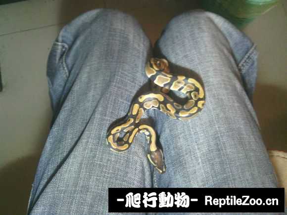 display_picture.php?url=http%3A%2F%2Fimgsa.baidu.com%2Fforum%2Fw%253D580%2Fsign%3Dedfdaf41e71190ef01fb92d7fe1a9df7%2F7b64fddeb48f8c54fc26ba833a292df5e1fe7f5e.jpg