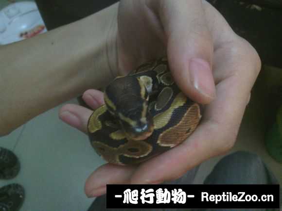 display_picture.php?url=http%3A%2F%2Fimgsa.baidu.com%2Fforum%2Fw%253D580%2Fsign%3D17939b95b3de9c82a665f9875c8080d2%2F680bbf3533fa828b23d5e24ffd1f4134960a5a59.jpg