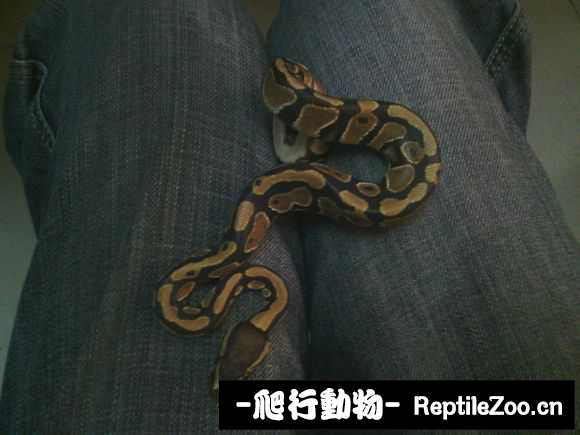 display_picture.php?url=http%3A%2F%2Fimgsa.baidu.com%2Fforum%2Fw%253D580%2Fsign%3Da0c9d78afdfaaf5184e381b7bc5594ed%2Fee1c23f5e0fe9925d2e316fc34a85edf8cb17160.jpg