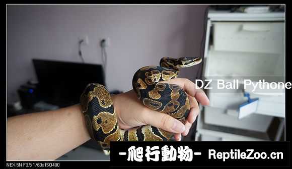 display_picture.php?url=http%3A%2F%2Fimgsa.baidu.com%2Fforum%2Fw%253D580%2Fsign%3D9fba44843a292df597c3ac1d8c305ce2%2F8aea83b1cb134954027769cf564e9258d0094ae1.jpg