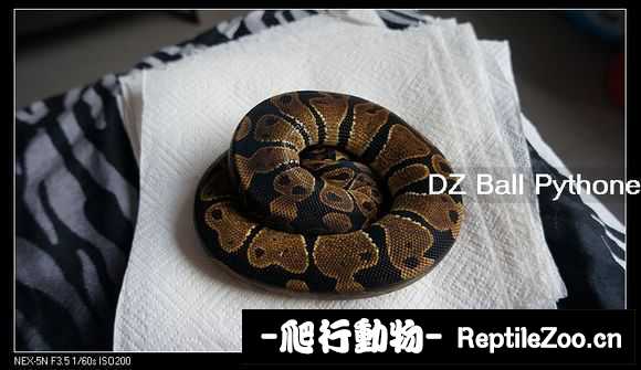 display_picture.php?url=http%3A%2F%2Fimgsa.baidu.com%2Fforum%2Fw%253D580%2Fsign%3Dc30ff7328226cffc692abfba89004a7d%2Fa7b8a7773912b31bc41b4c828618367adbb4e1d8.jpg