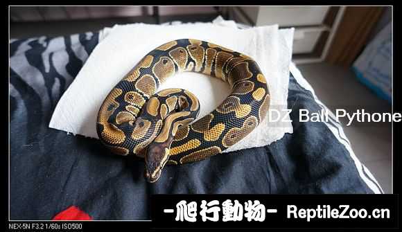 display_picture.php?url=http%3A%2F%2Fimgsa.baidu.com%2Fforum%2Fw%253D580%2Fsign%3D1ef29baf349b033b2c88fcd225cf3620%2F623534f33a87e950fff275c710385343faf2b46e.jpg