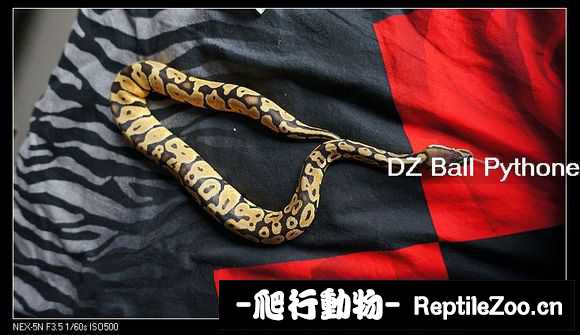 display_picture.php?url=http%3A%2F%2Fimgsa.baidu.com%2Fforum%2Fw%253D580%2Fsign%3D4f7e04e5ca8065387beaa41ba7dca115%2F8db7bcb7d0a20cf4edc07f7476094b36adaf99fb.jpg