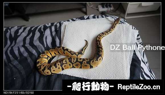 display_picture.php?url=http%3A%2F%2Fimgsa.baidu.com%2Fforum%2Fw%253D580%2Fsign%3D6fcdcc6bf736afc30e0c3f6d8318eb85%2F979c8c26cffc1e17e6000d9a4a90f603728de990.jpg