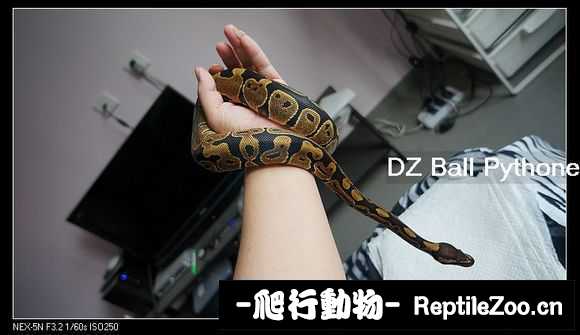 display_picture.php?url=http%3A%2F%2Fimgsa.baidu.com%2Fforum%2Fw%253D580%2Fsign%3Dc417b868d7ca7bcb7d7bc7278e086b3f%2Fbf5502338744ebf8ac55e594d9f9d72a6059a72f.jpg