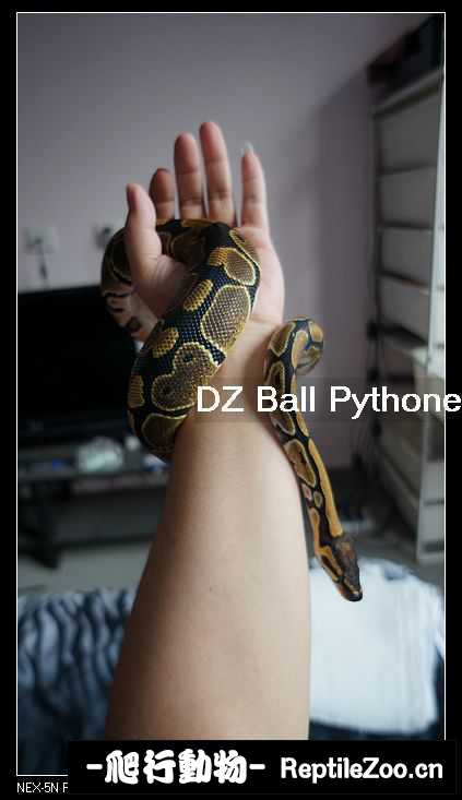 display_picture.php?url=http%3A%2F%2Fimgsa.baidu.com%2Fforum%2Fw%253D580%2Fsign%3D46575f631a4c510faec4e21250582528%2Ffc013a9b033b5bb508f9a15536d3d539b600bc21.jpg