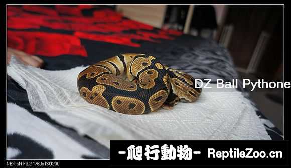display_picture.php?url=http%3A%2F%2Fimgsa.baidu.com%2Fforum%2Fw%253D580%2Fsign%3D06f4bc61513d26972ed3085565fab24f%2Fb917414a20a44623afef24c99822720e0cf3d72e.jpg