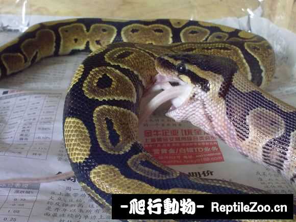 display_picture.php?url=http%3A%2F%2Fimgsa.baidu.com%2Fforum%2Fw%253D580%2Fsign%3D2b95d7be62d0f703e6b295d438fb5148%2F8ddb336d55fbb2fbe290d9bb4f4a20a44723dc92.jpg