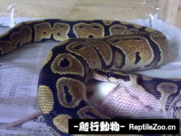 display_picture.php?url=http%3A%2F%2Fimgsa.baidu.com%2Fforum%2Fw%253D580%2Fsign%3Dc14e6599baa1cd1105b672288913c8b0%2F17c8f2039245d688edad330da4c27d1ed31b24a5.jpg