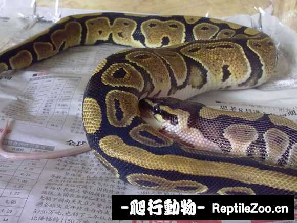 display_picture.php?url=http%3A%2F%2Fimgsa.baidu.com%2Fforum%2Fw%253D580%2Fsign%3D24c02cbb720e0cf3a0f74ef33a47f23d%2Fbf56f8246b600c3333d65f611a4c510fd8f9a1a6.jpg