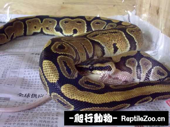 display_picture.php?url=http%3A%2F%2Fimgsa.baidu.com%2Fforum%2Fw%253D580%2Fsign%3Dc4c7e2d79258d109c4e3a9bae159ccd0%2F543f17d8bc3eb1352a693612a61ea8d3fc1f44a6.jpg
