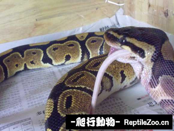 display_picture.php?url=http%3A%2F%2Fimgsa.baidu.com%2Fforum%2Fw%253D580%2Fsign%3D6983278ab07eca80120539efa1229712%2F79015782b2b7d0a2d7668534cbef76094a369aa6.jpg