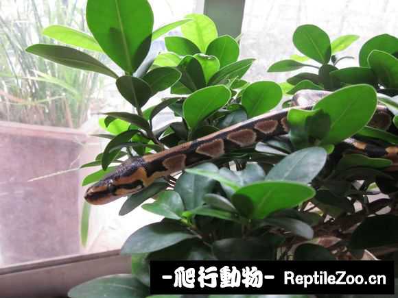 display_picture.php?url=http%3A%2F%2Fimgsa.baidu.com%2Fforum%2Fw%253D580%2Fsign%3D3eaa9bfbf6246b607b0eb27cdbf91a35%2F0dccd92a6059252d5489d8ac349b033b5ab5b9b6.jpg