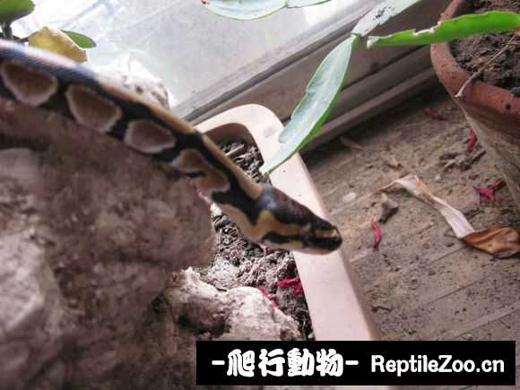 display_picture.php?url=http%3A%2F%2Fimgsa.baidu.com%2Fforum%2Fw%253D580%2Fsign%3Dc6433365fc039245a1b5e107b795a4a8%2F062e00f41bd5ad6ed849a14281cb39dbb7fd3c9f.jpg