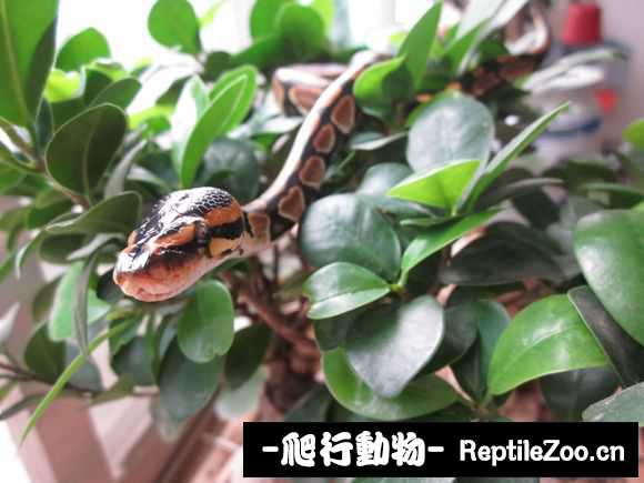 display_picture.php?url=http%3A%2F%2Fimgsa.baidu.com%2Fforum%2Fw%253D580%2Fsign%3Deac006bc6b600c33f079dec02a4d5134%2F031f6e59252dd42aa997c403033b5bb5c8eab8b6.jpg