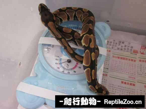 display_picture.php?url=http%3A%2F%2Fimgsa.baidu.com%2Fforum%2Fw%253D580%2Fsign%3D8dbc4e916b63f6241c5d390bb745eb32%2F853ad7f9d72a60595a8e24b22834349b023bbab6.jpg