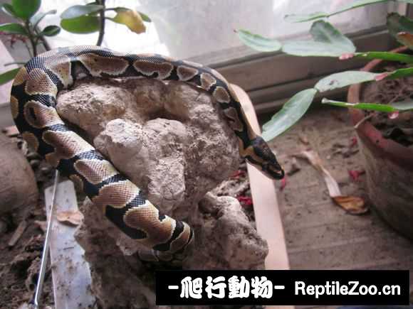 display_picture.php?url=http%3A%2F%2Fimgsa.baidu.com%2Fforum%2Fw%253D580%2Fsign%3Ddf0524a78794a4c20a23e7233ef51bac%2F09f15fda81cb39dbbf70a2fed0160924aa18309f.jpg