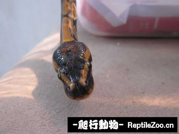 display_picture.php?url=http%3A%2F%2Fimgsa.baidu.com%2Fforum%2Fw%253D580%2Fsign%3Dc5700c9b9245d688a302b2ac94c37dab%2Fdac115d5ad6eddc45757715339dbb6fd5366339f.jpg