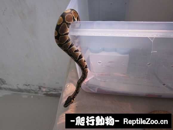 display_picture.php?url=http%3A%2F%2Fimgsa.baidu.com%2Fforum%2Fw%253D580%2Fsign%3D74e50287be096b6381195e583c328733%2Fce795f0fd9f9d72a1efad5b5d42a2834359bbbb6.jpg