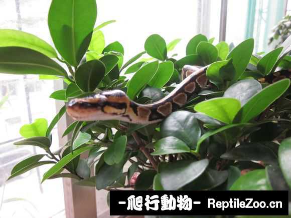 display_picture.php?url=http%3A%2F%2Fimgsa.baidu.com%2Fforum%2Fw%253D580%2Fsign%3D0179eb4dad6eddc426e7b4f309dab6a2%2F04230724ab18972bdb8ac562e6cd7b899f510a9f.jpg