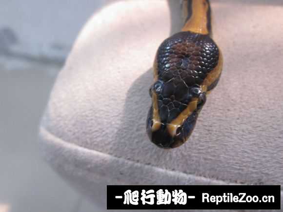 display_picture.php?url=http%3A%2F%2Fimgsa.baidu.com%2Fforum%2Fw%253D580%2Fsign%3D0668fadef21fbe091c5ec31c5b610c30%2F3fcd144c510fd9f9aa8990c1252dd42a2934a4b6.jpg