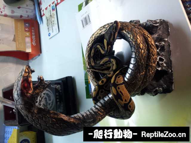 display_picture.php?url=http%3A%2F%2Fimgsa.baidu.com%2Fzhangbai%2Fpic%2Fitem%2F500fd9f9d72a60597b2f26a72834349b033bba54.jpg