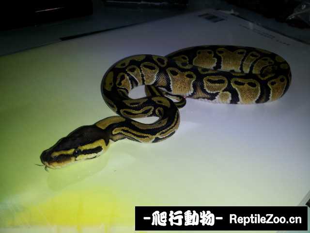 display_picture.php?url=http%3A%2F%2Fimgsa.baidu.com%2Fzhangbai%2Fpic%2Fitem%2Fd058ccbf6c81800aac7d4aaab13533fa838b47fe.jpg