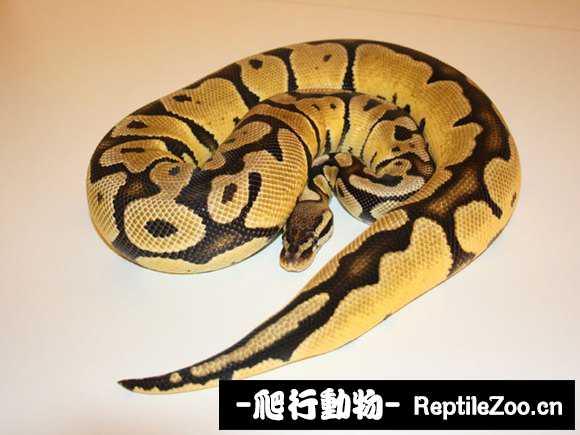 display_picture.php?url=http%3A%2F%2Fimgsa.baidu.com%2Fforum%2Fw%253D580%2Fsign%3Dc3d9a668af51f3dec3b2b96ca4eff0ec%2Ff9c0eefe9925bc3102af6f3a5edf8db1ca137053.jpg