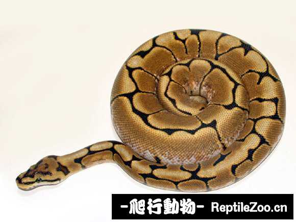 display_picture.php?url=http%3A%2F%2Fimgsa.baidu.com%2Fforum%2Fw%253D580%2Fsign%3D891ba07fab64034f0fcdc20e9fc27980%2F672ce5c4b74543a940c6946e1e178a82b801146c.jpg