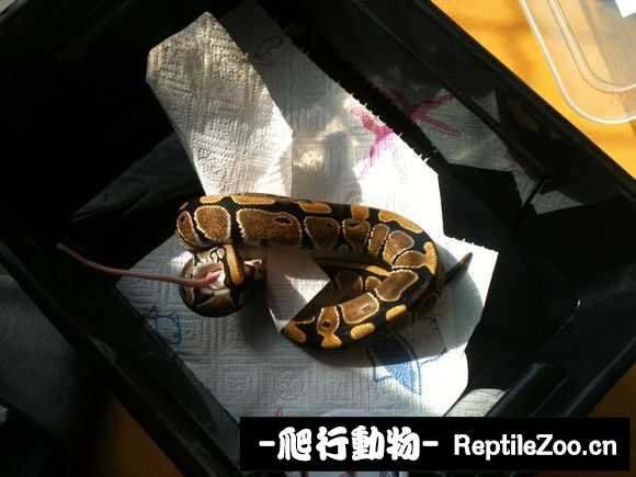 display_picture.php?url=http%3A%2F%2Fimgsa.baidu.com%2Fforum%2Fw%253D580%2Fsign%3D46c04a83d9f9d72a17641015e42b282a%2Fd70e55b5c9ea15ce6a5fceb5b6003af33b87b28a.jpg