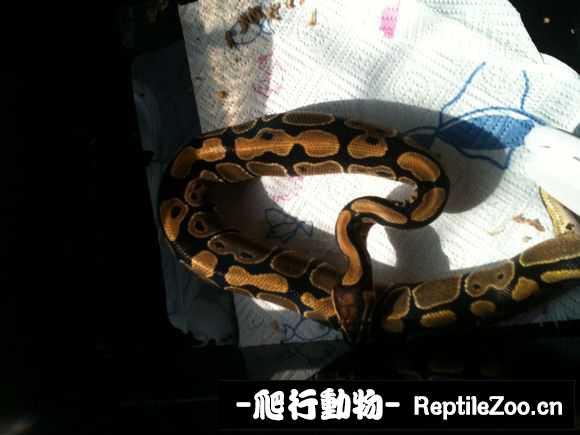 display_picture.php?url=http%3A%2F%2Fimgsa.baidu.com%2Fforum%2Fw%253D580%2Fsign%3D853a9c5a277f9e2f70351d002f31e962%2F7d3442086e061d952eca19847bf40ad163d9cab7.jpg