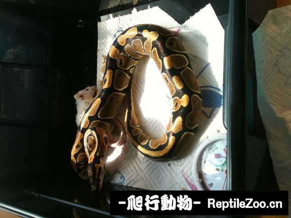 display_picture.php?url=http%3A%2F%2Fimgsa.baidu.com%2Fforum%2Fw%253D580%2Fsign%3Da5925077fbedab6474724dc8c737af81%2Fde60bd19ebc4b745423499aacffc1e178b82159a.jpg