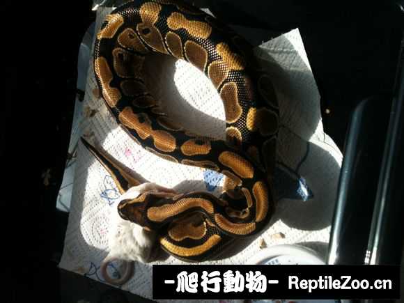 display_picture.php?url=http%3A%2F%2Fimgsa.baidu.com%2Fforum%2Fw%253D580%2Fsign%3D85a98c86304e251fe2f7e4f09787c9c2%2Fb33cc73d70cf3bc75ba0e350d100baa1cc112a9b.jpg