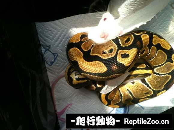 display_picture.php?url=http%3A%2F%2Fimgsa.baidu.com%2Fforum%2Fw%253D580%2Fsign%3D2b5067558d1001e94e3c1407880f7b06%2Fe2e4212eb9389b50c75eceee8535e5dde6116e9a.jpg