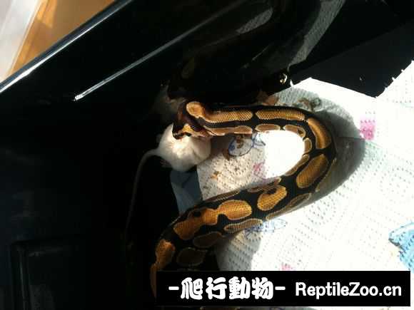 display_picture.php?url=http%3A%2F%2Fimgsa.baidu.com%2Fforum%2Fw%253D580%2Fsign%3D00e4a895ebc4b7453494b71efffd1e78%2F6d344490f603738da3c6229eb31bb051f919ecb7.jpg